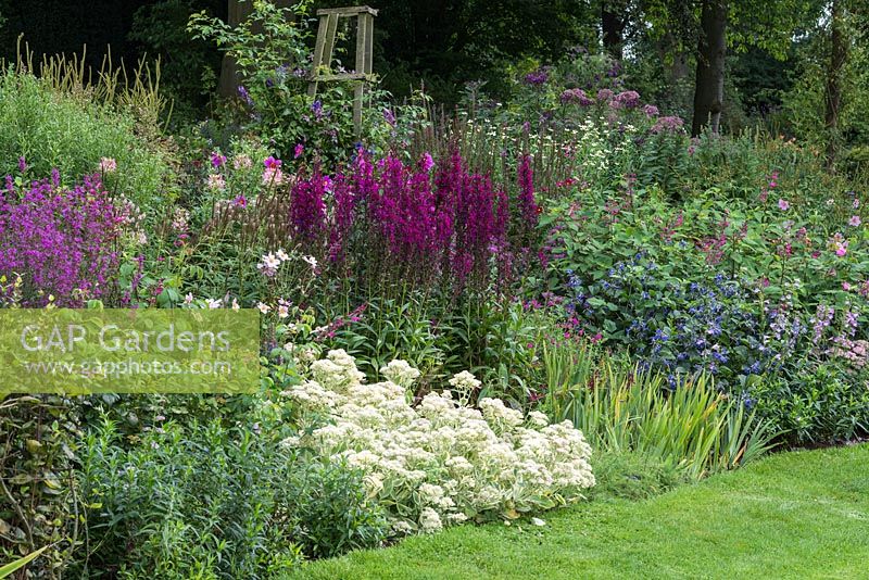 Flowing autumn border with clumps of blue Clematis heracleifolia 'Cassandra', Salvia involucrata, Dahlia sherfii, Rosa 'Louise Odier', Sedum spectabile and 'Frosty Morn', Lobelia 'Tania' and 'Hadspen Purple'. At the very back stand tall Veronia crinita, ironweed, and eupatorium.