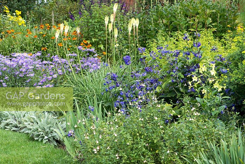 The Blue and Yellow Border planted with Helenium 'Sahin's Early Flowerer', Aster x frikartii 'Wunder von Staffe', Achillea millefolium 'Anthea', Kniphofia 'Green Jade', Clematis heracleifolia 'Cassandra', Salvia 'Trelissick' and Nicotiana 'Lime Green'.