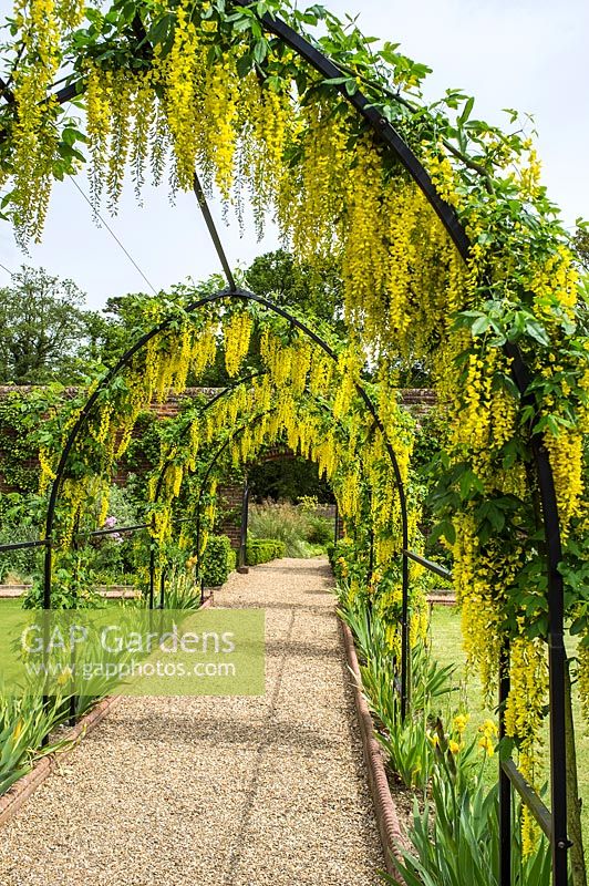 Laburnum anagyroides growing over archway