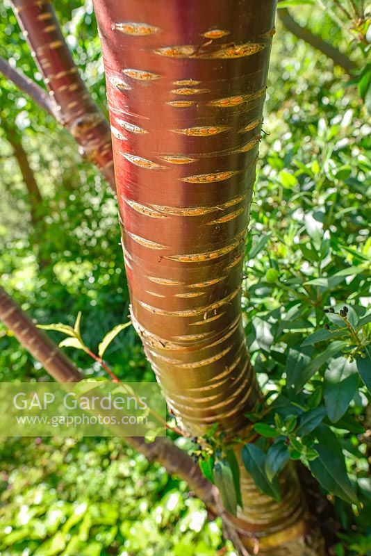 Betula albo sinensis - chinese red barked birch