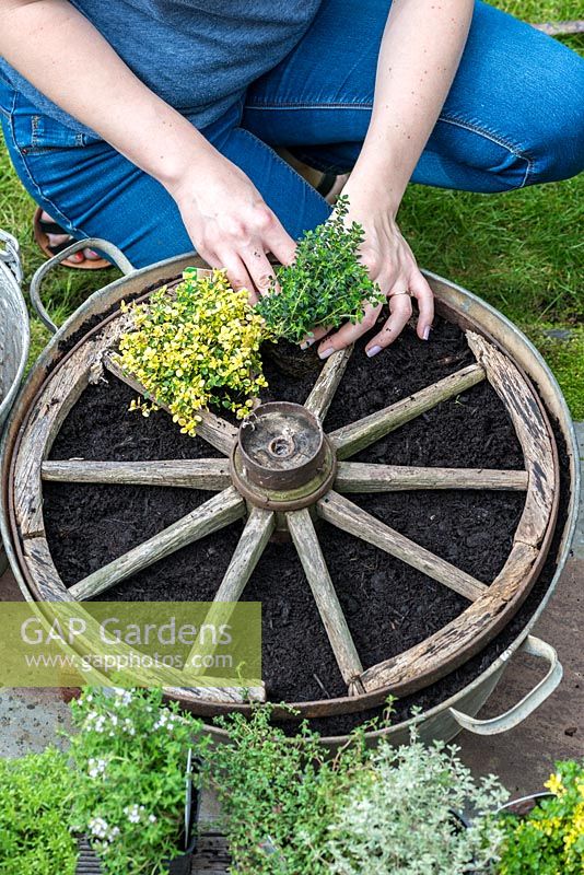 Step 8. Plant lemon thyme in the gaps between the spokes.Planting a thyme wheel in a container step by step. 