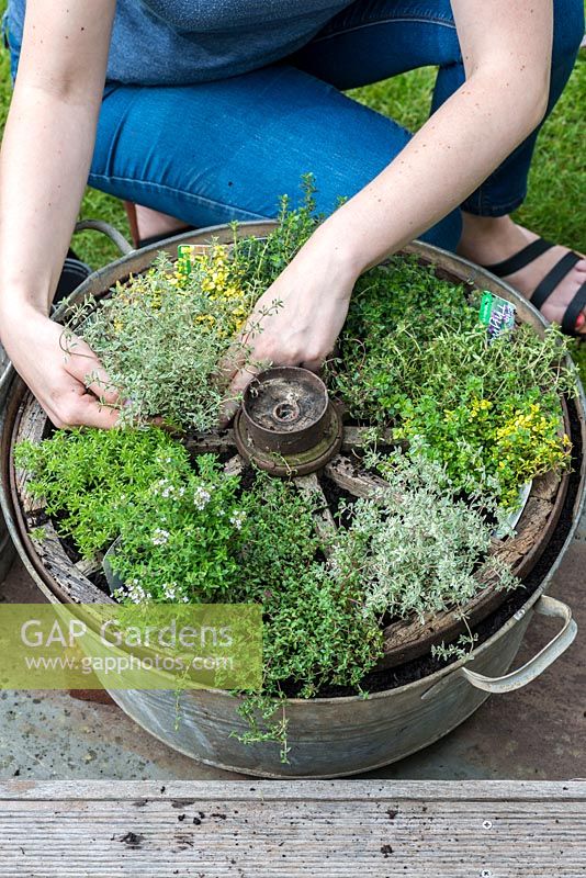 Step 11. Plant 'Silver Posie' thyme in the last remaining gap between the spokes.Planting a thyme wheel in a container step by step. 