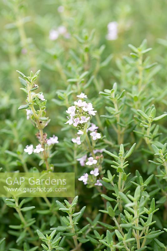 Thymus vulgaris, common thyme, a dwarf, evergreen shrub with tiny aromatic green leaves and spikes of tiny flowers in summer.