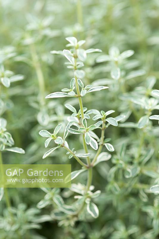Thymus 'Silver Posie', an evergreen shrub that forms low creeping mound of aromatic, grey-green, white margined leaves.