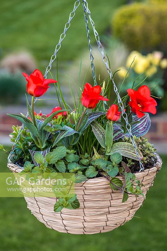 A late spring hanging basket planted with Tulipa 'Red Riding Hood' and herbs: sweet woodruff, origano, variegated origano, chives, Indian mint.