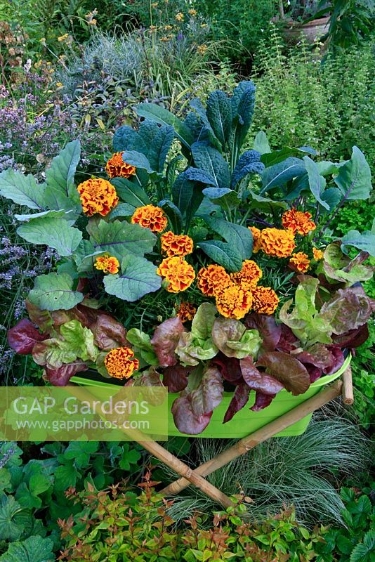 Vegetables and whitefly deterring French marigolds growing in a green plastic container suspended and raised up in a bamboo cradle to prevent slug damage. Lettuce 'Amaze', Kale 'Nero di Toscana' and Kale 'Redbor'.