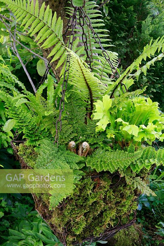 Four contrasting ferns displayed in a moss lined wirework hanging basket suspended from a shade bearing tree. Harts tongue ferns Asplenium scolopendrium 'Cristatum' and 'Angustifolium', Polystichum setiferum 'Dahlem Group' and Dryopteris wallichiana.