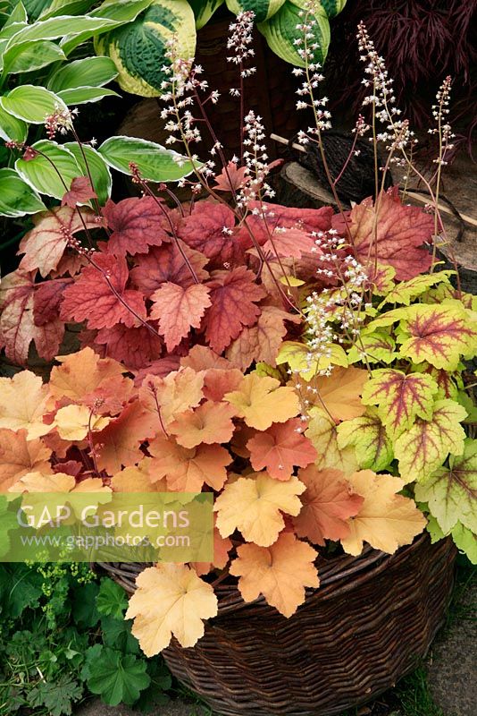 Three contrasting Heucheras and x Heucherellas in leaf and flower growing in a wicker log basket. Heuchera 'Caramel', Heuchera 'Sweet Tea' and x Heucherella 'Stoplight'.