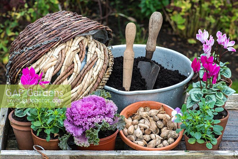 Planting a colourful winter hanging basket with ornamental cabbage, cyclamen, violas and crocus bulbs.