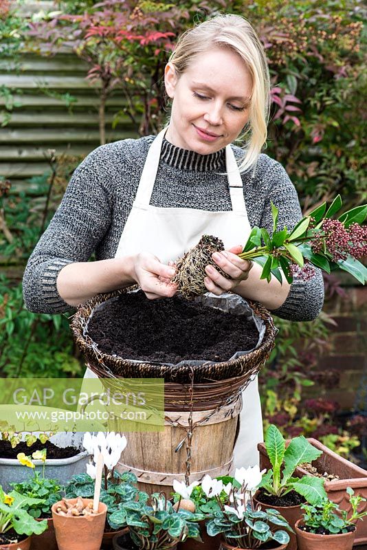Planting a hanging basket for winter and early spring. Tease the roots loose on the bottom of the skimmia root ball.