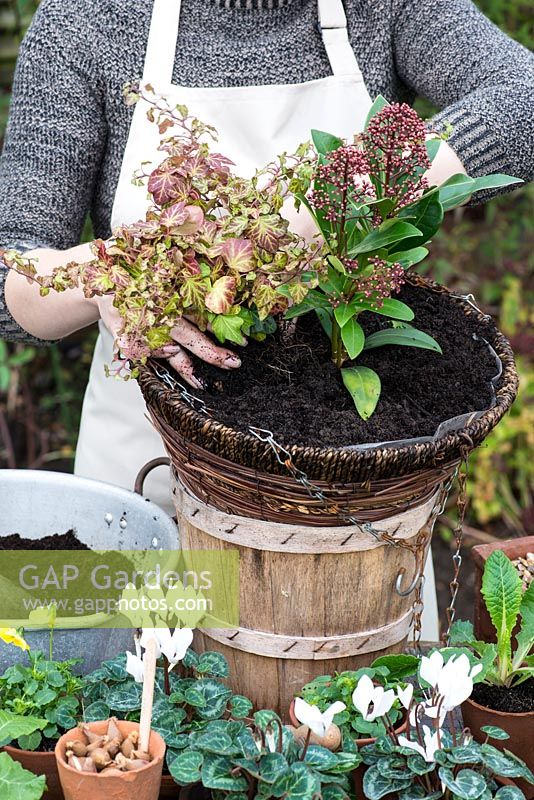 Planting a hanging basket for winter and early spring. Plant the Ivy at the edge of the basket so it can trail.