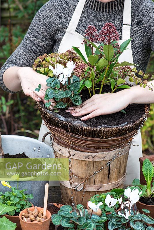 Planting a hanging basket for winter and early spring. Plant the Cyclamen around the skimmia, leaving a space to plant the bulbs.