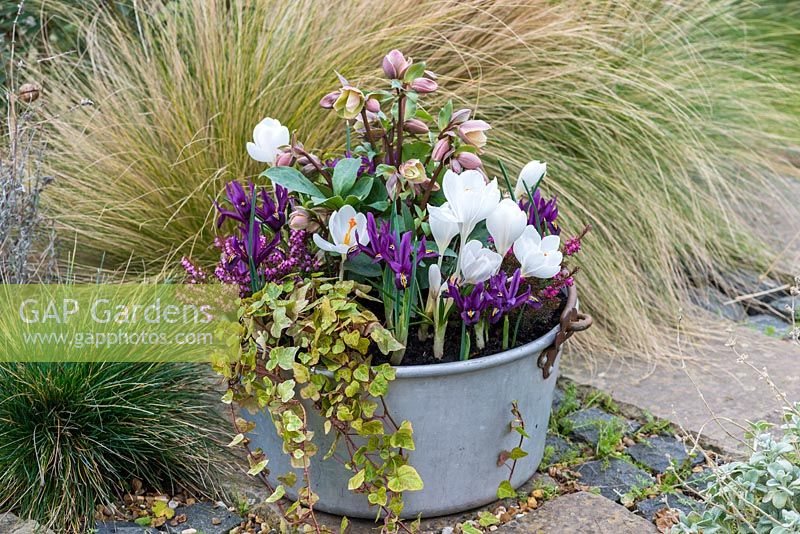 A metal preserving pan with Helleborus 'Walberton's Ivory Prince', Crocus 'Jeanne D'Arc', Iris reticulata 'J.S. Dijt', ivy and red and white heathers: Erica x darleyensis 'Springwood White' and 'Kramer's Red'