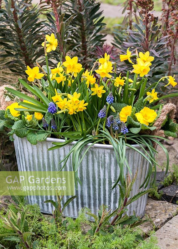 A metal tub planted in winter with  Narcissus 'Tete a Tete', Muscari  armeniacum 'Artist', primula and variegated periwinkle.