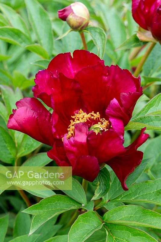 Paeonia 'Lafayette Escadrille', an Itoh peony with intense burgundy red slender petals and very prominent greenish pistils. Flowering in May
