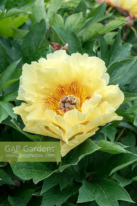 Paeonia 'Garden Treasure', an Itoh hybrid, fragrant peony with primrose yellow, semi-double flowers that are 20cm across. The petals form a ruff around a ring of golden stamens. Flowering in June