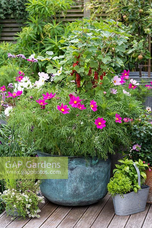 A vintage copper wash tub is planted with a central, standard redcurrant 'Jonkheer van Tets', enclosed in Cosmos bipinnatus 'Gazebo Mixed'.