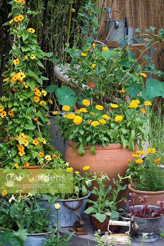 Yellow themed planting. In left pot trained up cane obelisk, Thunbergia alata 'Susie Orange Black Eye'. In pot on right, red Gooseberry 'Pax' above marigolds. Below, pots of marigolds, tobacco plants and leucanthemum.