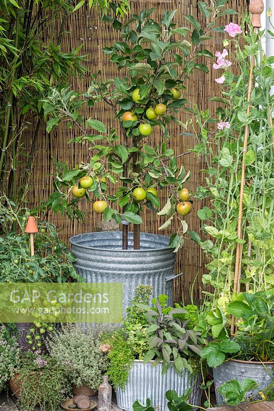 On raised deck, old galvanised dustbin planted with Coronet miniature apple tree. 'James Grieve' apple with 'Elstar'.
