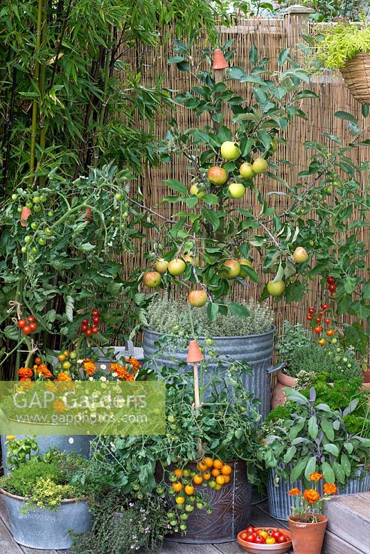 Coronet miniature apple tree. 'James Grieve' apple with 'Elstar', planted in old dustbin, amidst pots of herbs, tomatoes and French marigolds.