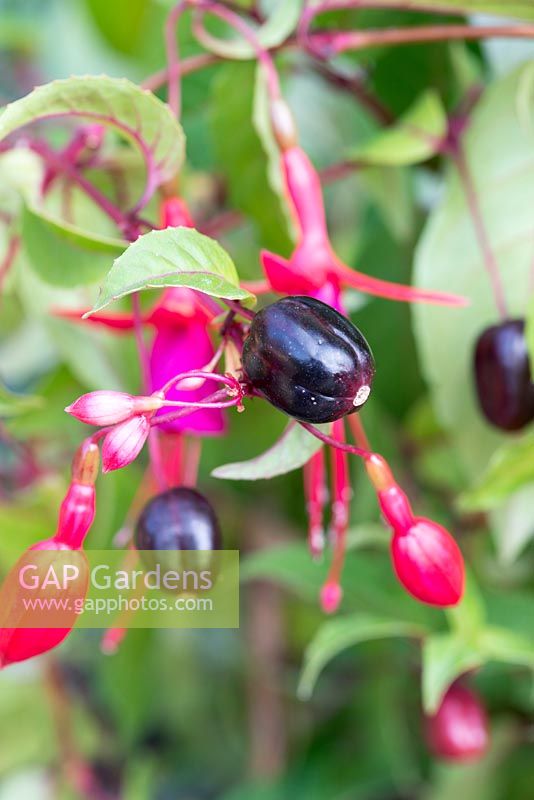 Fuchsia 'Fuchsiaberry', a half hardy shrub, bears lovely summer flowers and tasty berries rich in Vitamin C, from June into autumn.