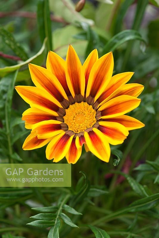Gazania 'Daybreak Tiger Stripe Mix', treasure flower, a half hardy annual with striped flowers from June until autumn.