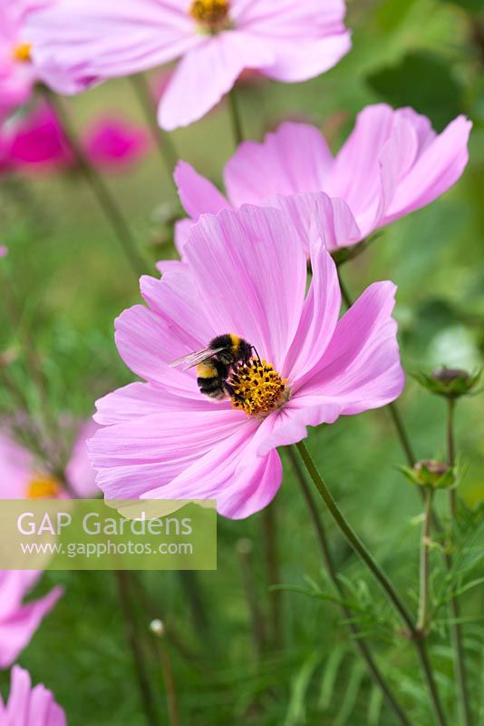 Cosmos bipinnatus Sonata Series, a herbaceous plant with white, pink or red flowers from June. Nectar rich, loved by bees.