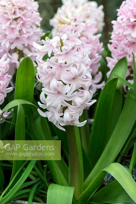 Hyacinthus orientalis 'Apricot Passion'. A very fragrant, early flowering hyacinth, in March.