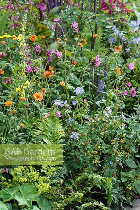 The Harrods British Eccentics Garden, RHS Chelsea Flower Show. Perennial border with blue Geranium 'Mrs Kendall Clarke', geum, ragged robin. Designer: Diarmuid Gavin. Sponsor: Harrods.