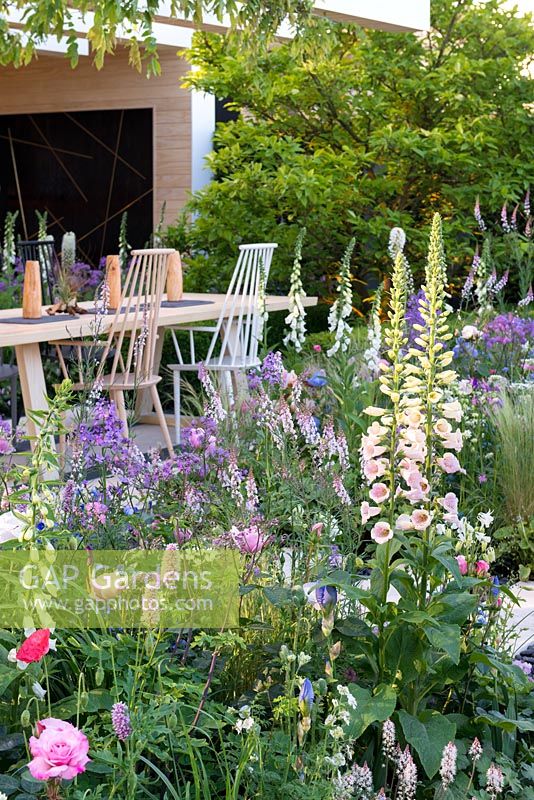 Digitalis 'Glory of Roundway', foxglove, part of the soft pastel planting enclosing an outdoor living space. The LG Smart Garden, Designer Hay Joung Hwang, RHS Chelsea Flower Show 2016