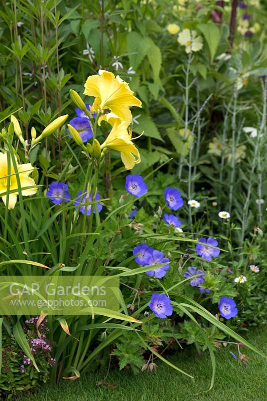 A yellow and blue combination of Geranium 'Rozanne' and Hemerocallis 'Beauty to Behold'. A Dog's Life, designed by Paul Hervey-Brookes 