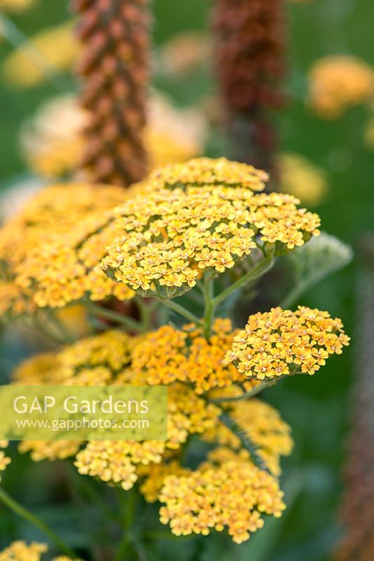 Achillea 'Terracotta',  a tall yarrow with flat sprays of deep yellow flowers which fade to cream.