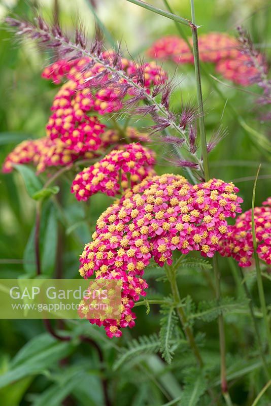 Achillea millefolium 'Paprika', Short and stocky yarrow with deep cherry red, yellow-eyed flowers packed in broad flat heads.