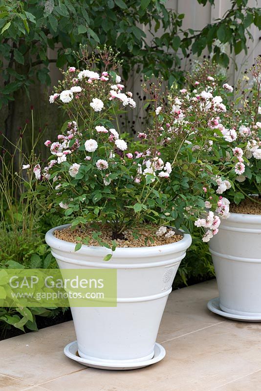 Rosa 'Little White Pet', a shrub rose with dense clusters of  pompon blooms. Perfect for containers.