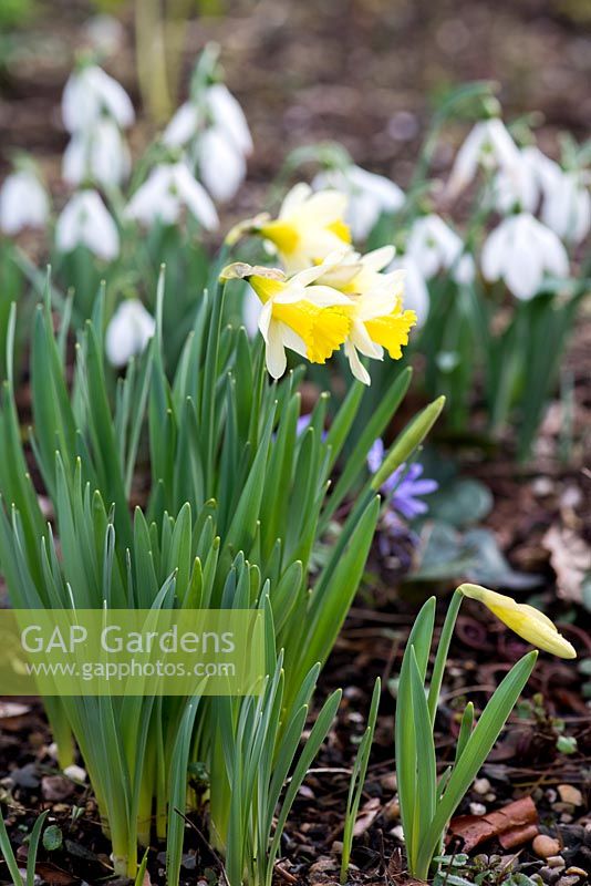 Narcissus 'Topolino', a small early trumpet daffodil, flowering February and March. Behind, snowdrops