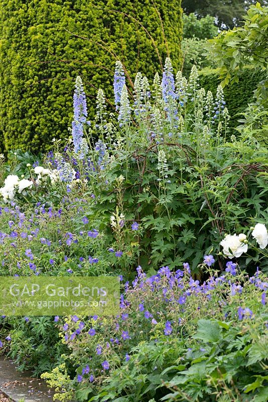 A blue and white border with Delphinium elatum 'Lord Butler', hardy Geranium pratense 'Mrs Kendall Clarke' and white peonies, Paeonia 'Duchesse de Nemours'.