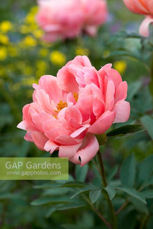 Paeonia 'Coral Charm' , a hybrid peony, with salmon pink buds that open orange and fade towards yellow.