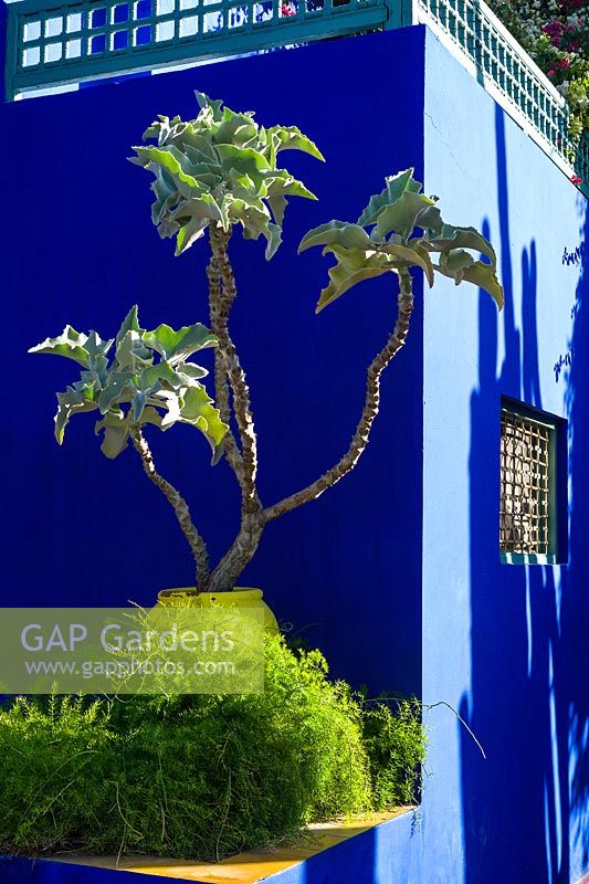 Kalanchoe beharensis in the villa-studio at the Jardin Majorelle. Created by Jacques Majorelle and further developed by Yves Saint Laurent and Pierre BergÃ©, Marrakech, Morocco