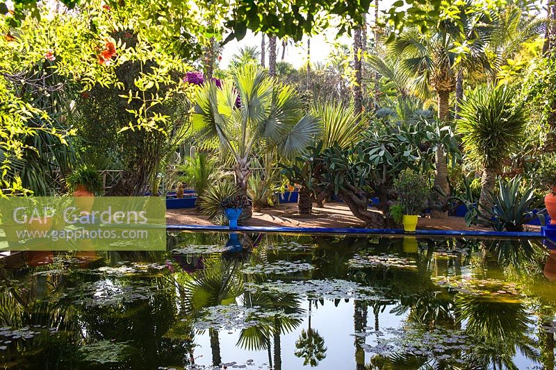 Overlooking the water lily pond in the Jardin Majorelle. Created by Jacques Majorelle and further developed by Yves Saint Laurent and Pierre Bergé, Marrakech, Morocco