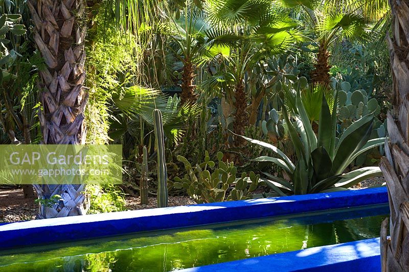 A water channel with palm trees and cacti in the Jardin Majorelle. Created by Jacques Majorelle and further developed by Yves Saint Laurent and Pierre Bergé, Marrakech, Morocco