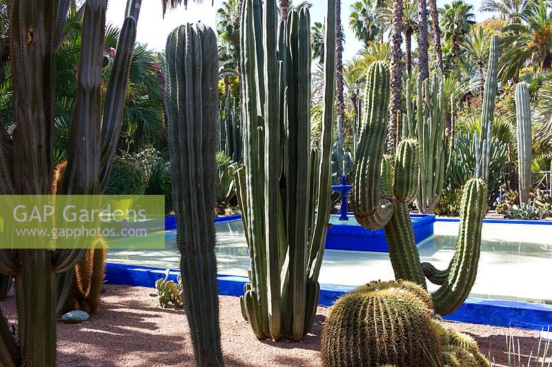 Cacti beside a pool in the Jardin Majorelle. Created by Jacques Majorelle and further developed by Yves Saint Laurent and Pierre Bergé, Marrakech, Morocco