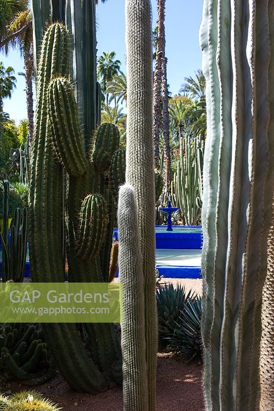 Cacti including Cephalocereus senilis, Echinopsis terscheckii and Pilosocereus azureus beside a pool in the Jardin Majorelle. Created by Jacques Majorelle and further developed by Yves Saint Laurent and Pierre Bergé, Marrakech, Morocco