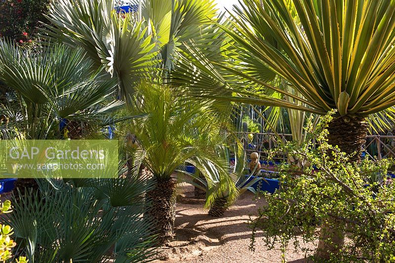 Palm trees in the Jardin Majorelle. Created by Jacques Majorelle and further developed by Yves Saint Laurent and Pierre Bergé, Marrakech, Morocco