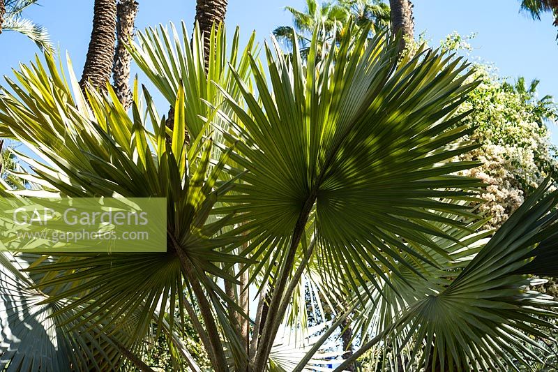 Trachycarpus - Palm trees in the Jardin Majorelle. Created by Jacques Majorelle and further developed by Yves Saint Laurent and Pierre Berge, Marrakech, Morocco