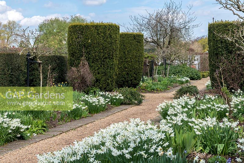 A formal garden with gravel path leading through borders planted with Narcissus 'Thalia' and yew hedging.