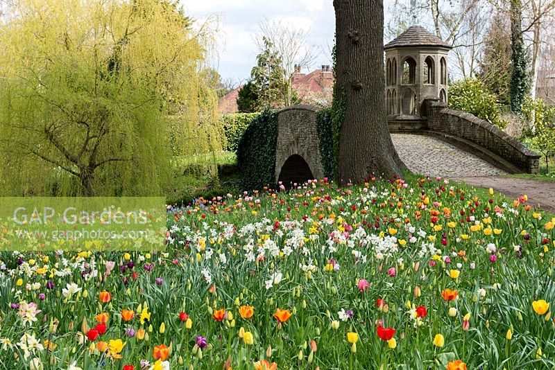 A colourful spring meadow of tulip and daffodil bulbs including:  Tulipa 'Golden Apeldoorn', 'Blushing Apeldoorn', Apeldoorn Elite', 'Apeldoorn Pink Impression', 'Purissima' and 'El Nino'.
