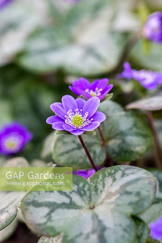 Hepatica nobilis var. japonica f. magna, clump forming, evergreen perennials with flowers in vibrant hues, from March until April.
