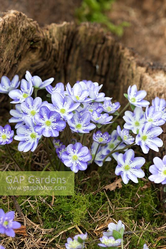 Hepatica noblis, evergreen perennial with striped petals, an unnamed Ashwood Hybrid.