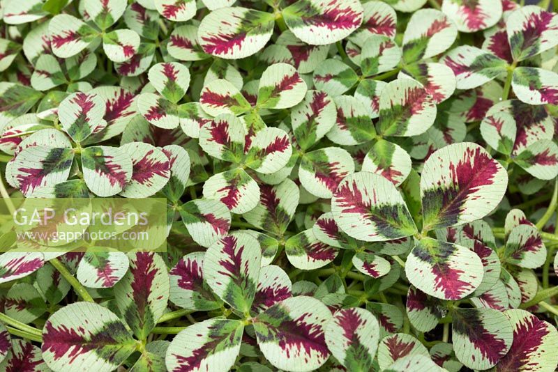 Trifolium repens 'Purpurascens'