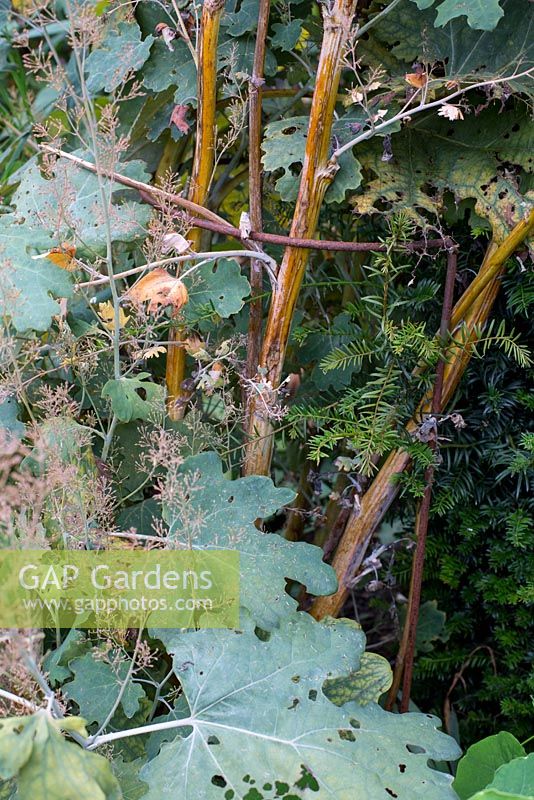 Plant supports - plant girdle with rust patina in an autumnal border